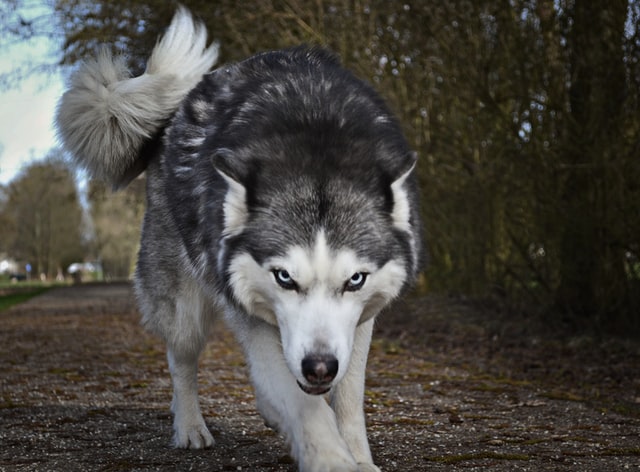 Wolves Vs. Huskies: How Are They Related? Husky Facts