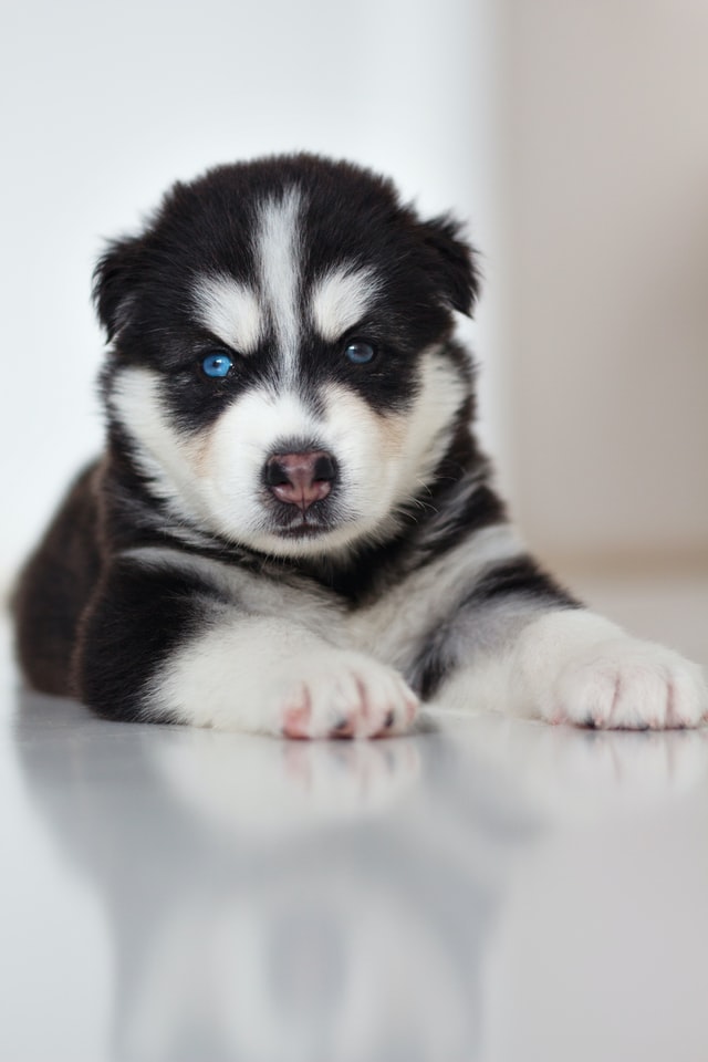 The Right Temperature For Your Husky Puppy husky puppy