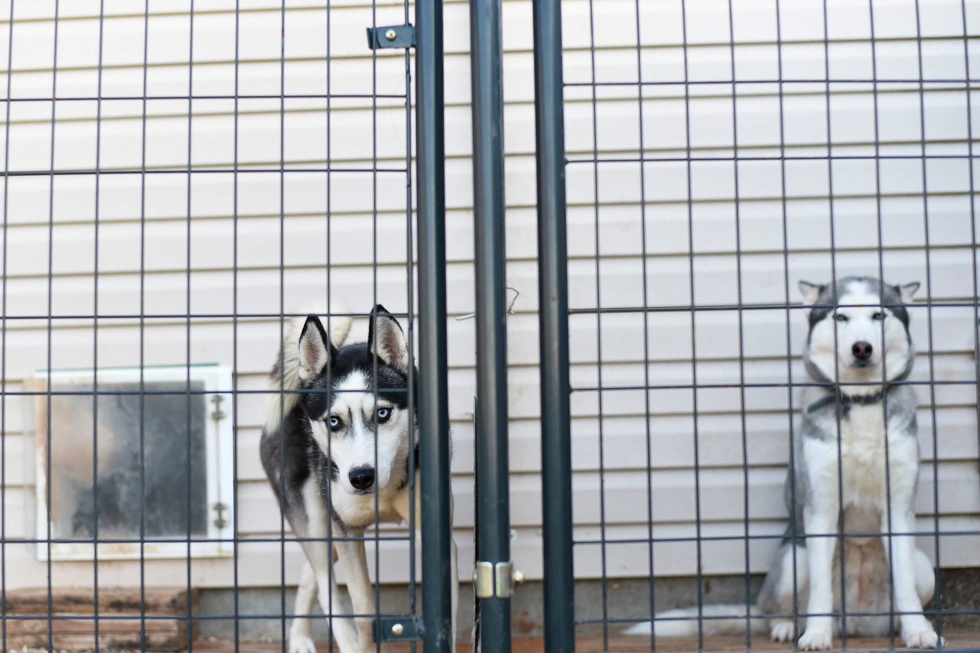 how to stop Husky from digging under fence