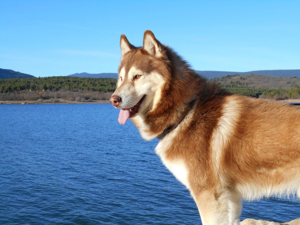Husky Howling: Why Doesn't My Husky Howl? why doesn't my husky howl,husky howling,husky