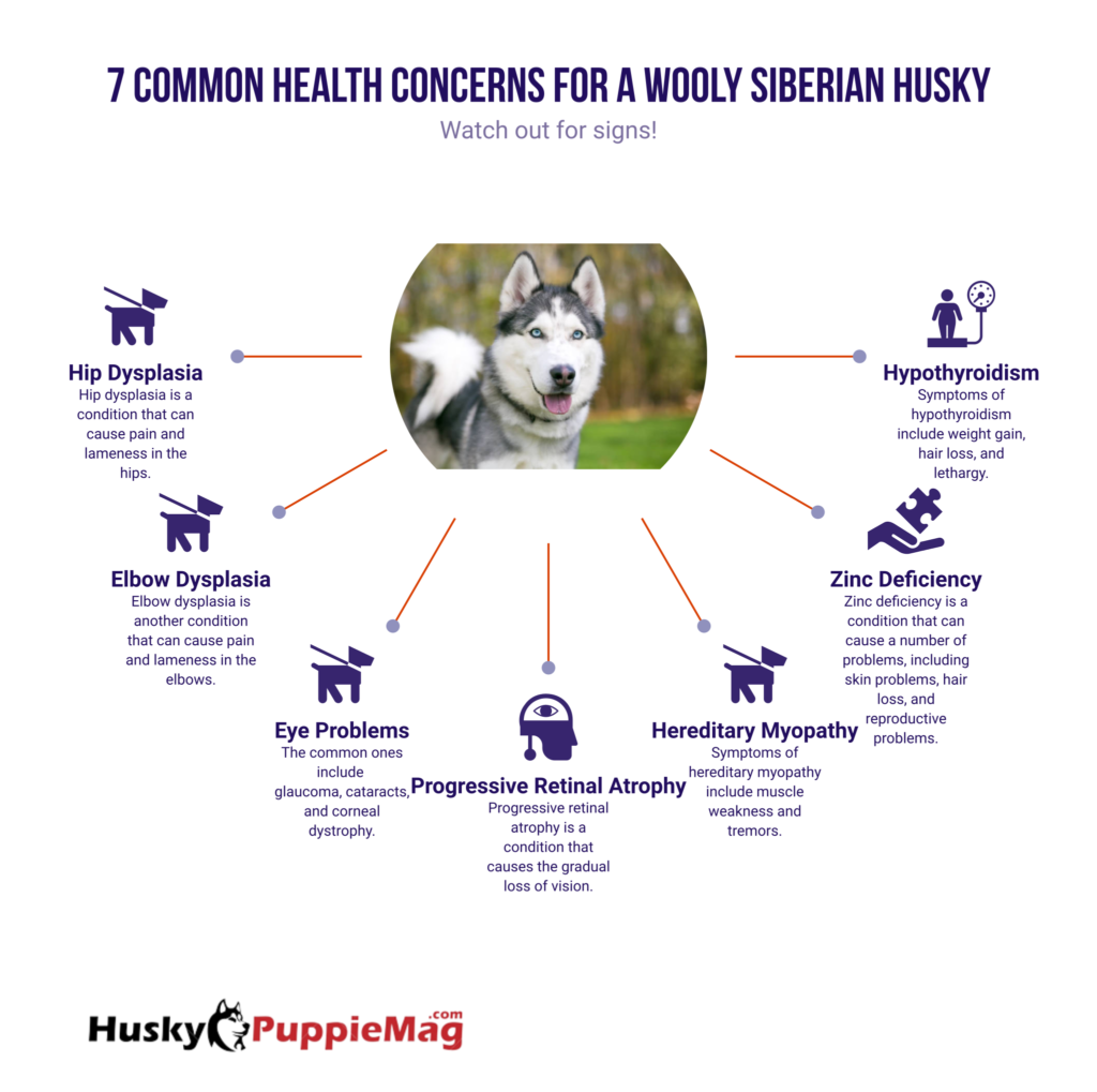 Common Health Concerns for a Wooly Siberian Husky