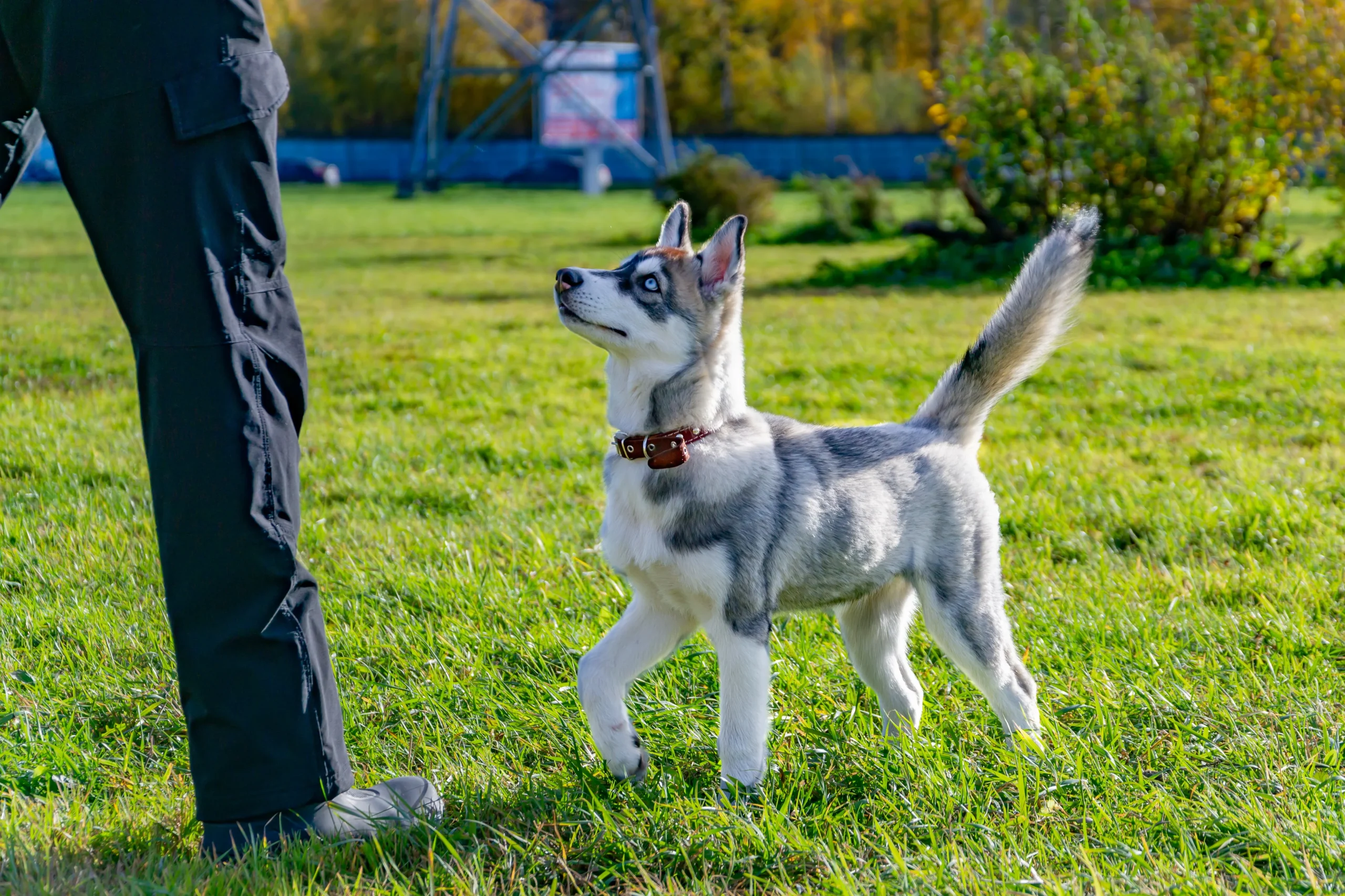 Husky Puppies Training: Liberating Your Pet's Best Potential huskies,husky puppies