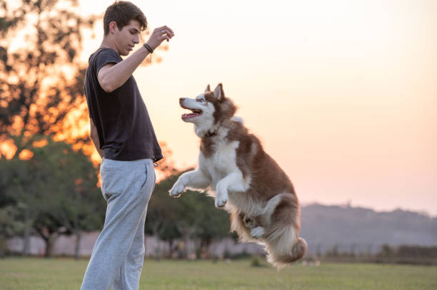 Training Your Huskies: How to Get the Best Out of Your Pet Rottweiler Husky Mix