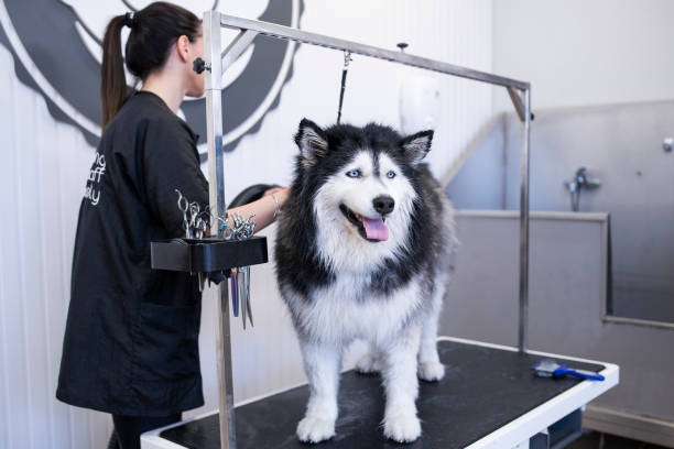 Wooly Siberian Husky Care Tips: How to Keep Your Dog Happy and Healthy Husky Grooming